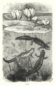 Vandsalamander (gravering) af English School