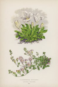 Nierembergia Rivularis; Linaria Villosa (farvelitografi) af English School