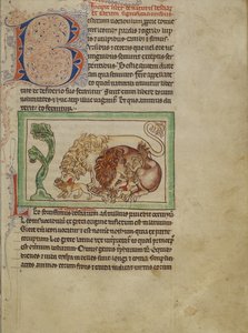 Northumberland Bestiary, ca. 1250-60 (farvede vaske og blæk på pergament) af English School