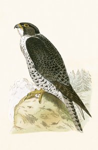Norsk Jer-Falcon, illustration fra "A History of the Birds of Europe Not Observed in the British Isles" af Charles Robert Bree (1811-86), udgivet i 1867
