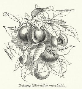 Muskatnød (Myristica moschata) (gravering) af English School
