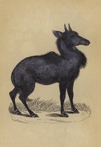 Nylghau (farve litho) af English School