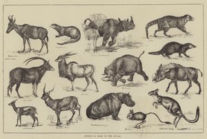 Objekter af sport i Soudan (gravering) af English School