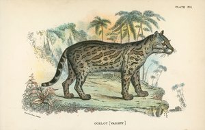 Ocelot [Variety] af English School