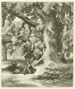 Alter Walnussbaum in Mentmore von English School