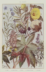 Oli planter (farve litho) af English School