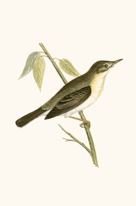 Olivasanger, illustration fra 