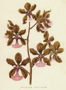 Oncidium Lanceanum von English School