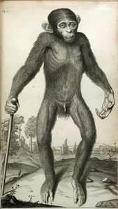 Orang-Outang, sive Homo Sylvestris: eller en pygmies anatomi sammenlignet med en abe, en abe og en mand...
