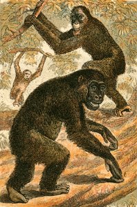 Orang Outang og Gorilla af English School