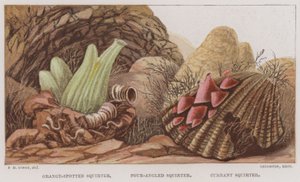 Orange-plettet sprøjte, fire-vinklet sprøjte, ribs sprøjte (farve litho) af English School