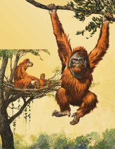 Orangutanger af English School