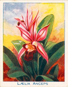 Orkideer: Laelia Anceps (farvelitografi) af English School