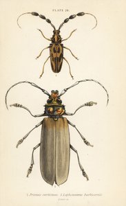 Orthomegas cinnamomeus Prionus corticinus 1 og Batus barbicornis, Lophonocerus barbicornis 2 af English School