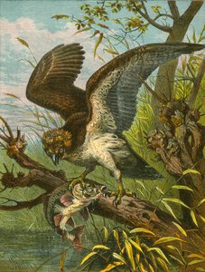 Fiskeørn eller fiskehøg af English School