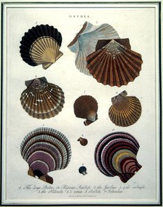 Ostrea, illustration fra 