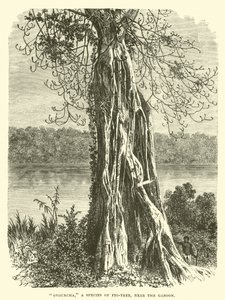 Ovouncha, a species of Fig-tree, near the Gaboon  af English School