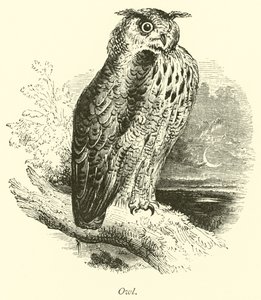 Owl  af English School