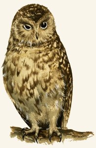 Ugle af English School