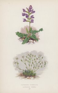Oxytropis Pyrenaica; Arenaria Verna (farve litho) af English School