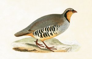 P Graeca, Var, illustration fra "A History of the Birds of Europe Not Observed in the British Isles" af Charles Robert Bree (1811-86), udgivet i 1867
