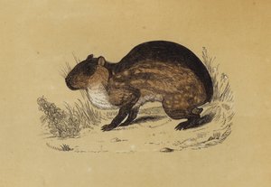 Paca (farve litho) af English School