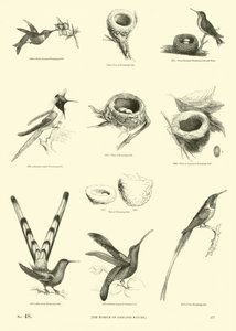 Side fra The Pictorial Museum of Animated Nature