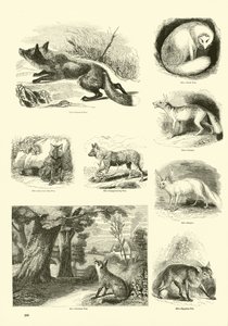 Side fra The Pictorial Museum of Animated Nature