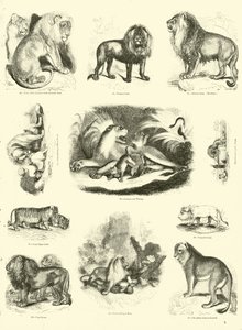 Side fra The Pictorial Museum of Animated Nature