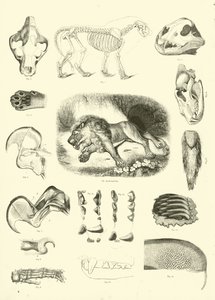 Side fra The Pictorial Museum of Animated Nature