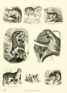 Side fra The Pictorial Museum of Animated Nature af English School