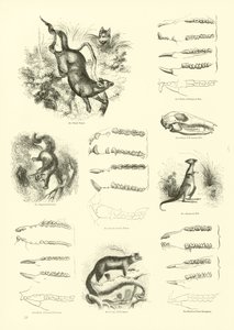 Side fra The Pictorial Museum of Animated Nature