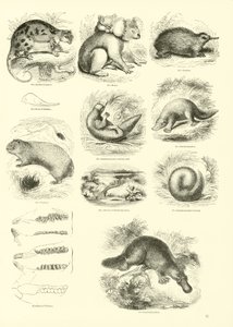 Side fra The Pictorial Museum of Animated Nature