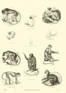 Side fra The Pictorial Museum of Animated Nature af English School
