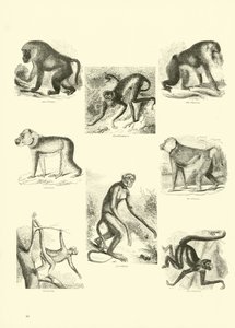 Side fra The Pictorial Museum of Animated Nature af English School