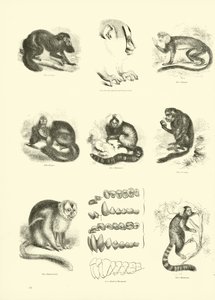 Side fra The Pictorial Museum of Animated Nature af English School