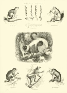 Side fra The Pictorial Museum of Animated Nature af English School