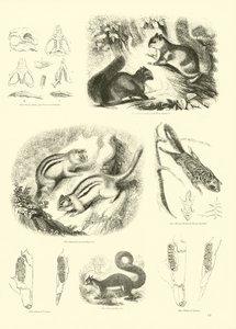 Side fra The Pictorial Museum of Animated Nature af English School