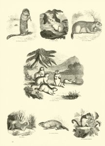Side fra The Pictorial Museum of Animated Nature