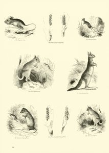 Side fra The Pictorial Museum of Animated Nature af English School