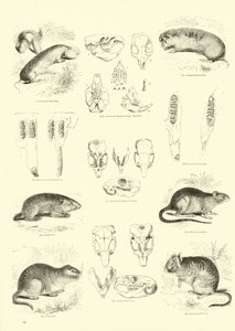 Side fra The Pictorial Museum of Animated Nature