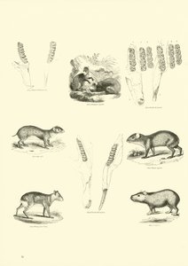 Side fra The Pictorial Museum of Animated Nature