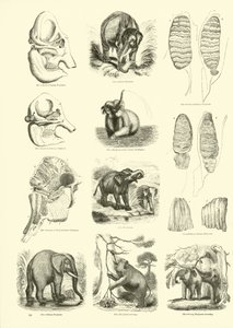 Side fra The Pictorial Museum of Animated Nature