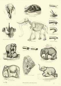 Side fra The Pictorial Museum of Animated Nature af English School