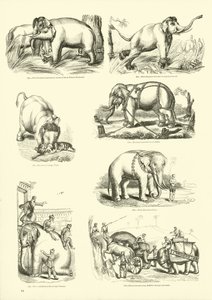 Side fra The Pictorial Museum of Animated Nature