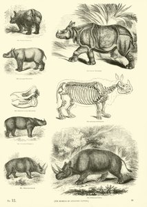 Side fra The Pictorial Museum of Animated Nature