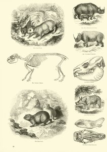 Side fra The Pictorial Museum of Animated Nature af English School