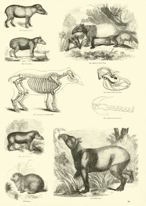 Side fra The Pictorial Museum of Animated Nature af English School