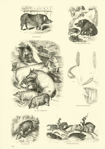 Side fra The Pictorial Museum of Animated Nature af English School