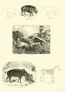 Side fra The Pictorial Museum of Animated Nature af English School